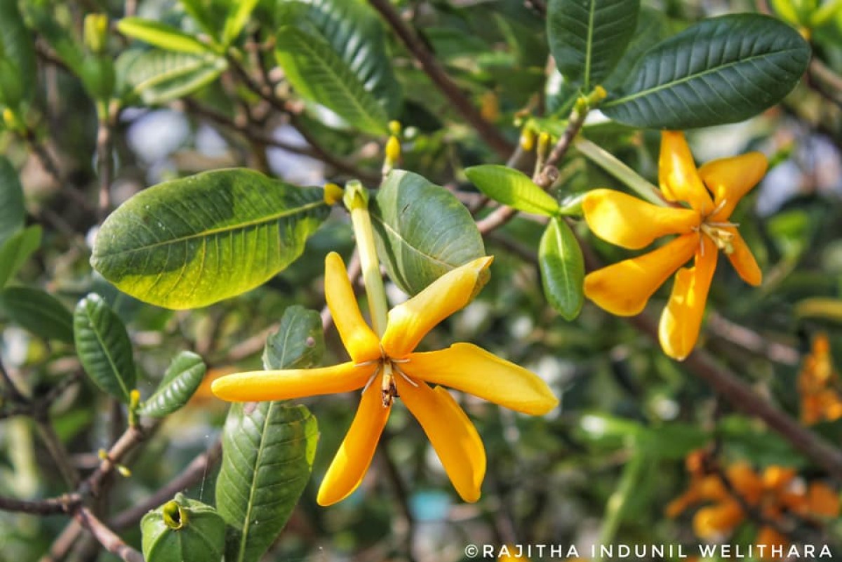 Gardenia fosbergii Tirveng.